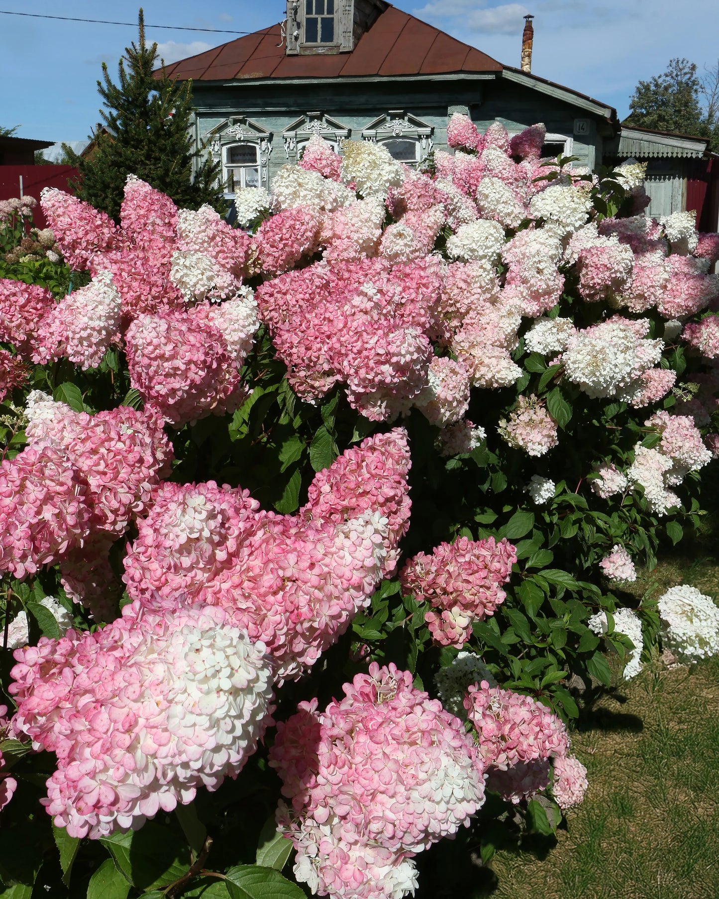Hortenzija šluotelinė (Hydrangea paniculata) 'Vanille Fraise'