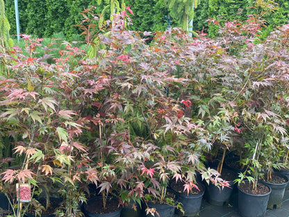 Klevas plaštakinis (Acer palmatum) 'Atropurpureum'