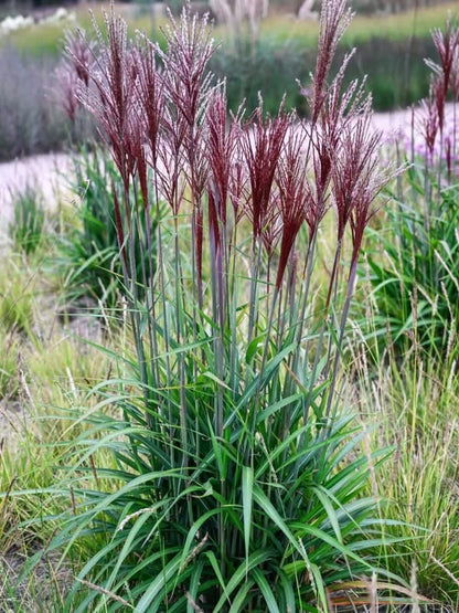 Miskantas kininis (Miscanthus sinensis) 'Piccolo Rubino'