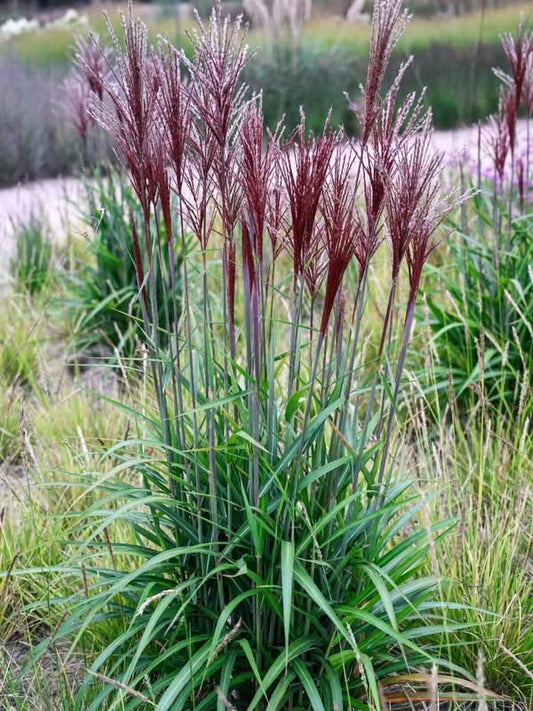 Miskantas kininis (Miscanthus sinensis) 'Piccolo Rubino'