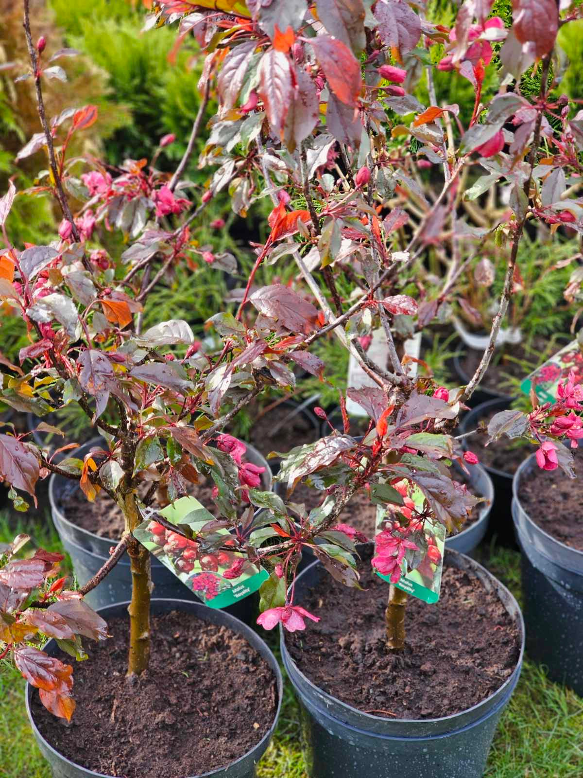 Obelis rojaus (Malus) 'Royalty'