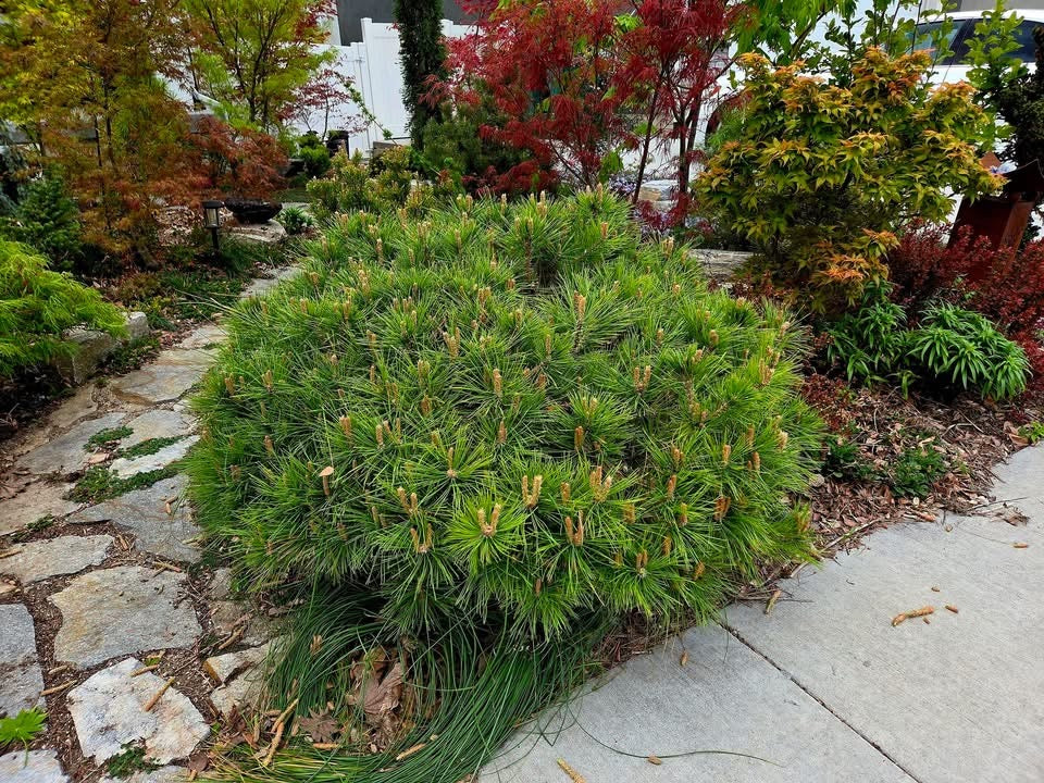 Pušis gausiažiedė (Pinus densiflora) 'Low Glow'