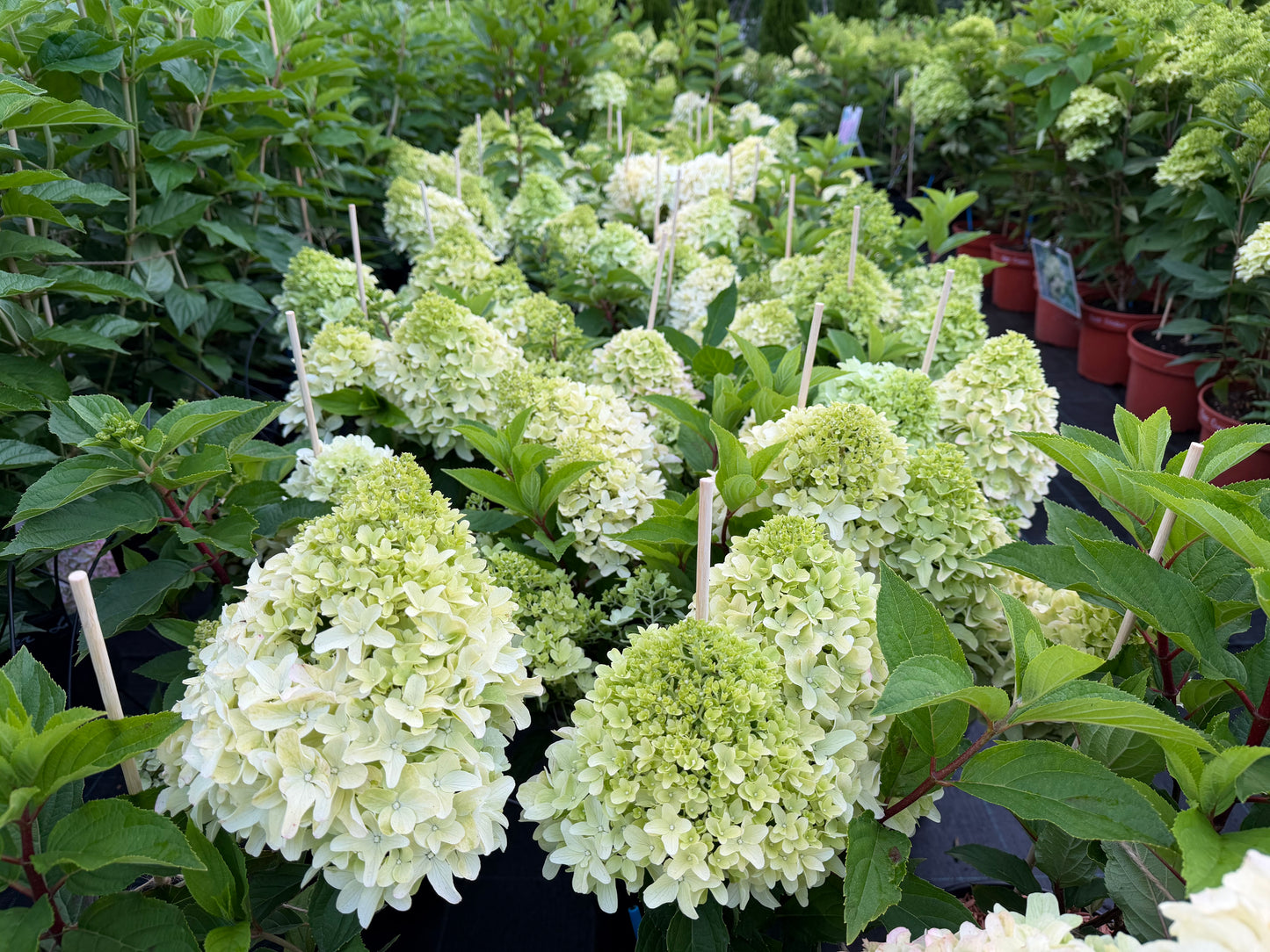 Hortenzija šluotelinė (Hydrangea paniculata) 'Little Fresco'