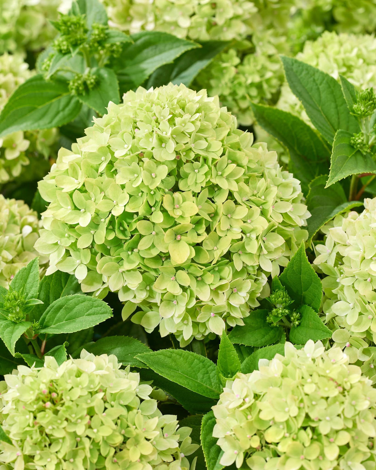 Hortenzija šluotelinė (Hydrangea paniculata) Living 'Little Apple'