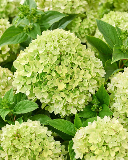 Hortenzija šluotelinė (Hydrangea paniculata) Living 'Little Apple'