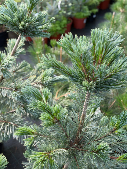 Pušis lanksčioji (Pinus flexilis) 'Vanderwolf's Pyramid'