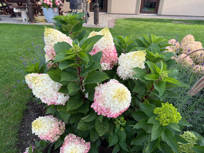 Hortenzija šluotelinė (Hydrangea paniculata) Living 'Red Velvet'