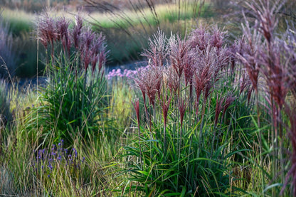 Miskantas kininis (Miscanthus sinensis) 'Piccolo Rubino'