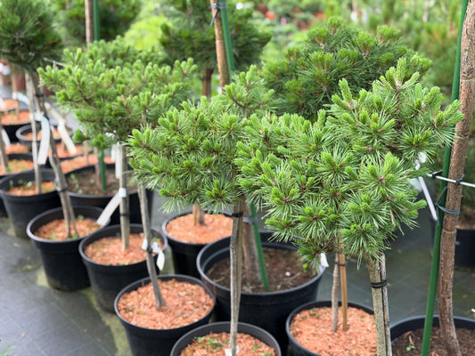 Pušis paprastoji (Pinus sylvestris) 'Andorra Compacta' Pa