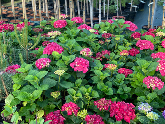 Hortenzija didžialapė (Hydrangea macrophylla) 'Speedy Red'