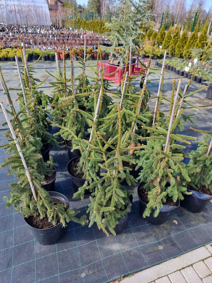 Eglė paprastoji (Picea abies) 'Inversa'