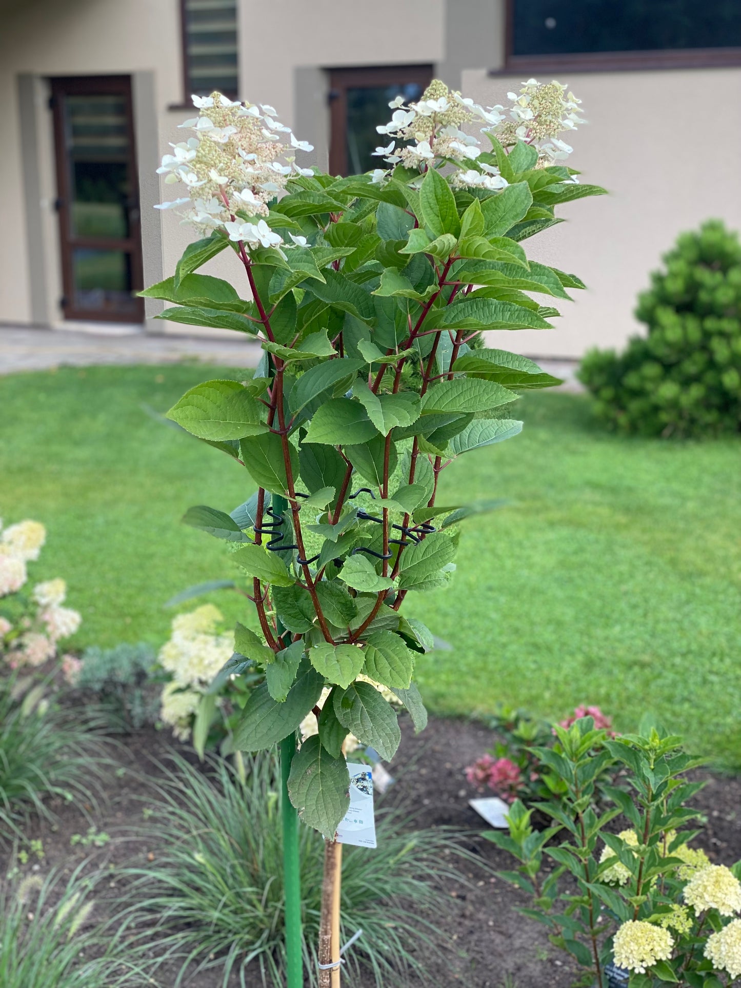 Stiebinė hortenzija šluotelinė (Hydrangea paniculata) 'Wims Red' Pa