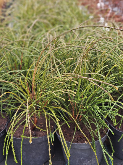Tuja didžioji (Thuja plicata) 'Whipcord'
