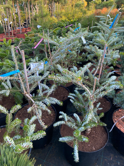 Kėnis korėjinis (Abies koreana) 'Silberlocke’