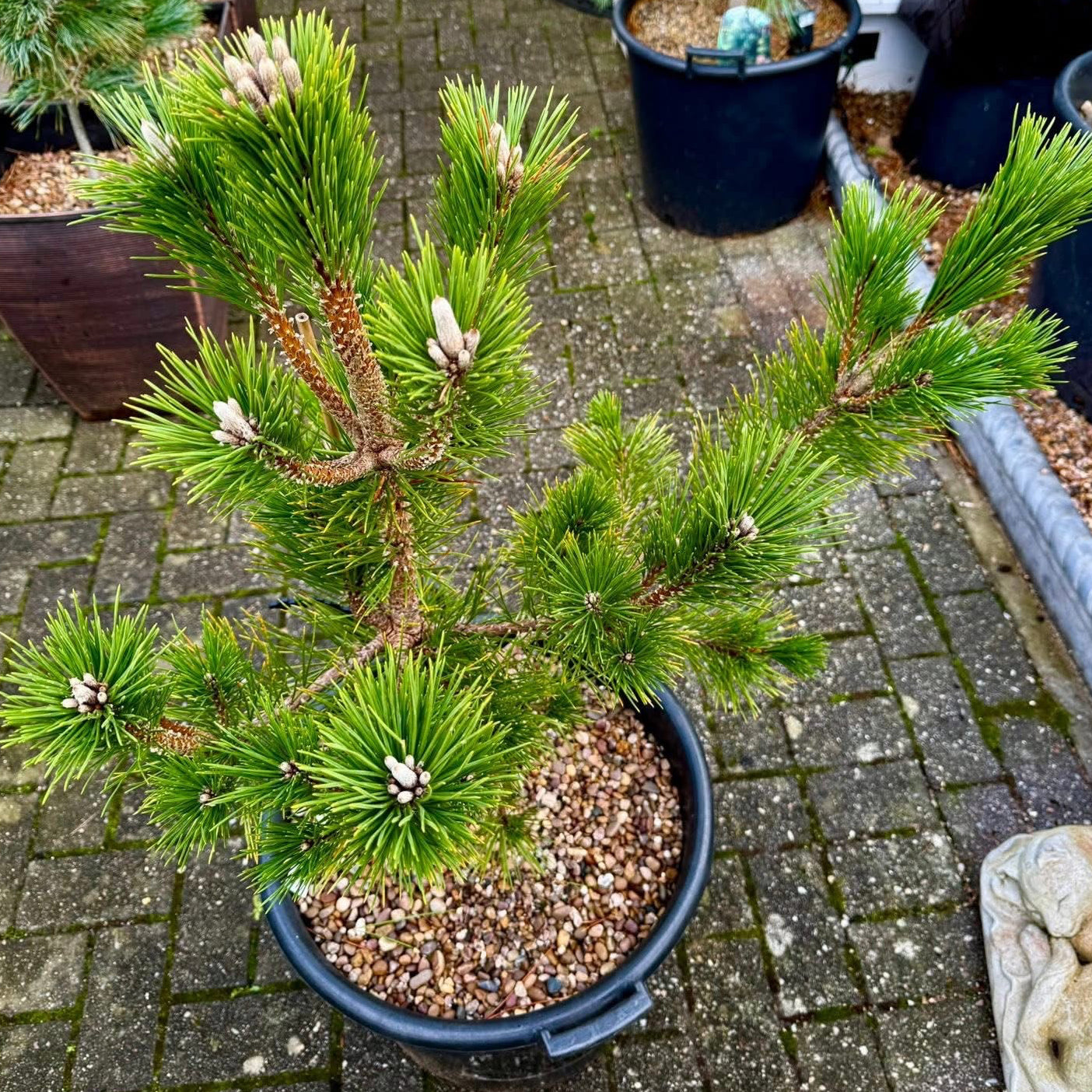 Pušis tunbergo (Pinus thunbergii) 'Sayonara'