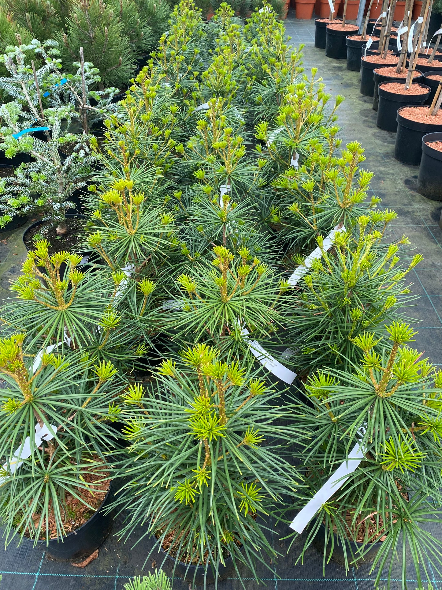Skėtkėnis mentūrinis (Sciadopitys verticillata)