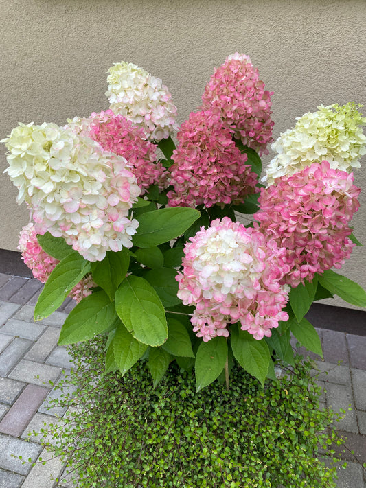 Hortenzija šluotelinė (Hydrangea paniculata) 'Magical Mount Malinche’