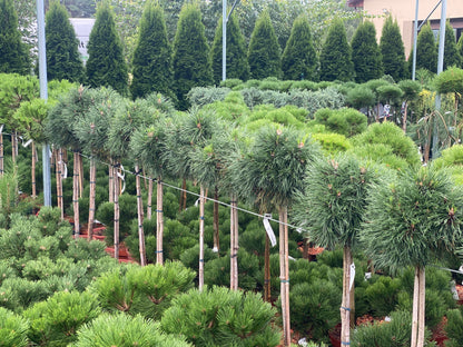 Pušis kalninė (Pinus mugo) 'Varella' Pa