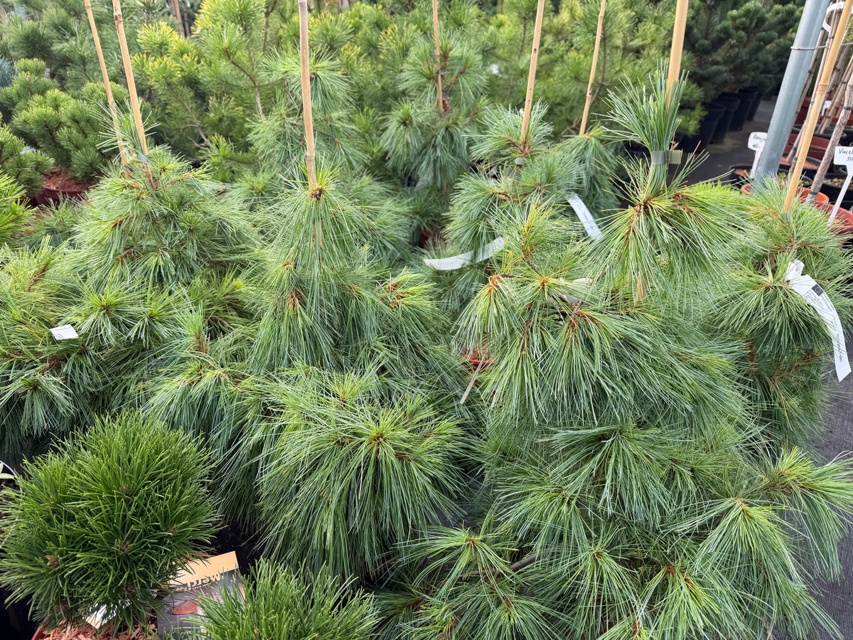 Pušis veimutinė (Pinus strobus) 'Niagara Falls'