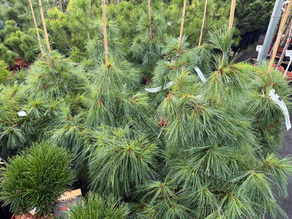 Pušis veimutinė (Pinus strobus) 'Niagara Falls'