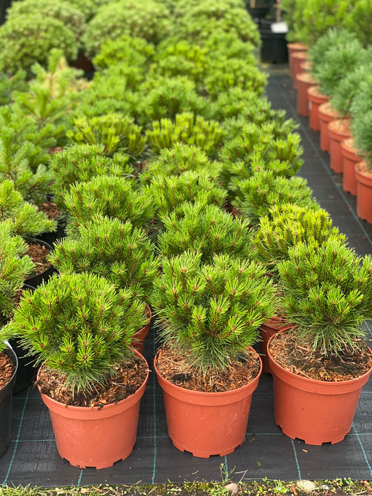 Pušis juodoji (Pinus nigra) 'Bayo’