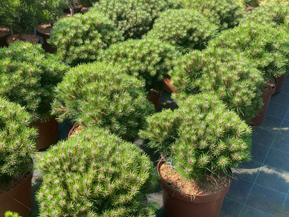 Pušis juodoji (Pinus nigra) 'Marie Bregeon’