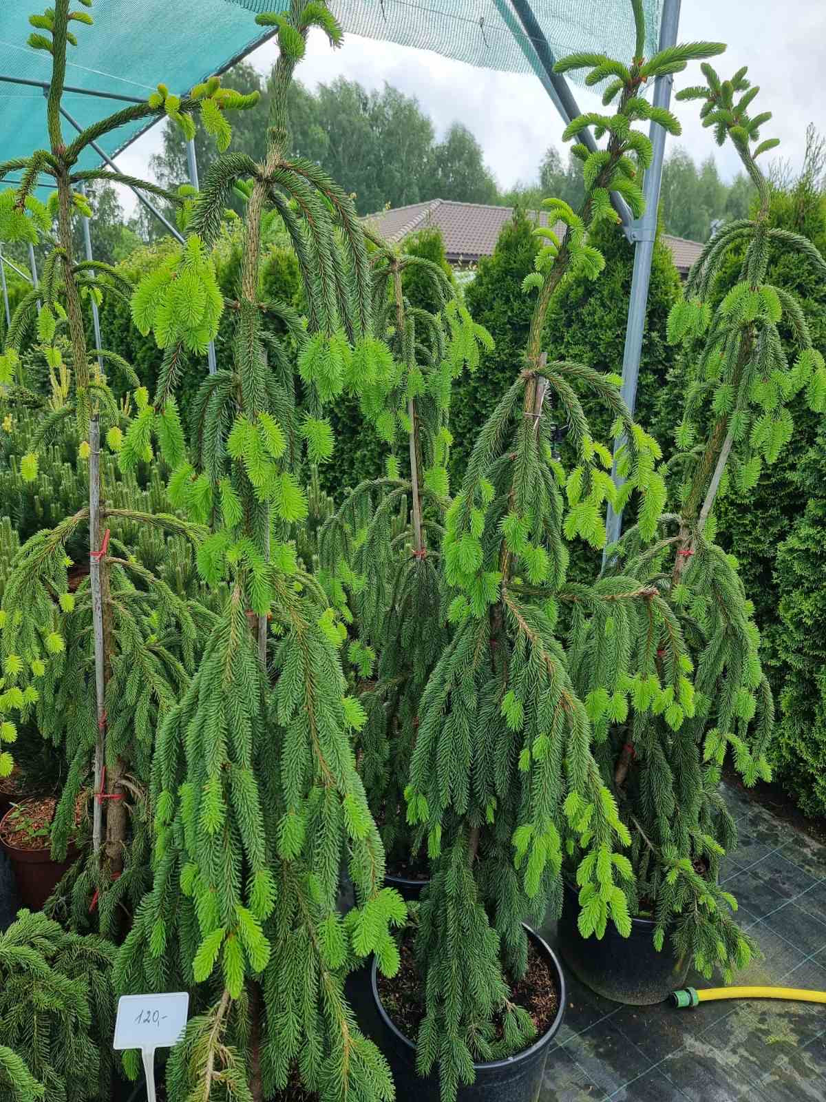 Eglė paprastoji (Picea abies) 'Frohburg’