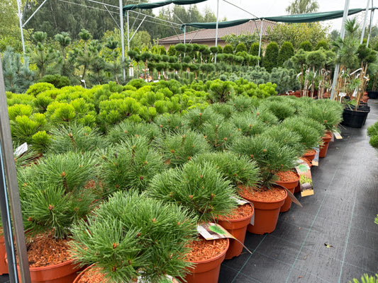 Pušis juodoji (Pinus nigra) 'Arigato'