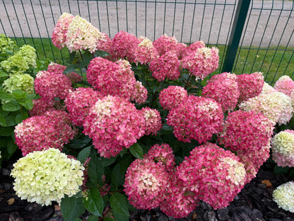 Hortenzija šluotelinė (Hydrangea paniculata) Living 'Little Love'