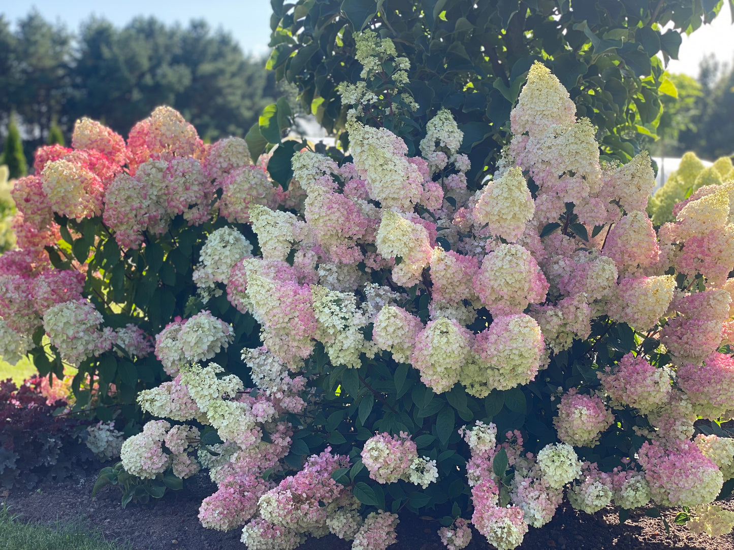 Hortenzija šluotelinė (Hydrangea paniculata) 'Sundae Fraise'