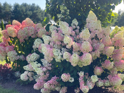 Hortenzija šluotelinė (Hydrangea paniculata) 'Sundae Fraise'