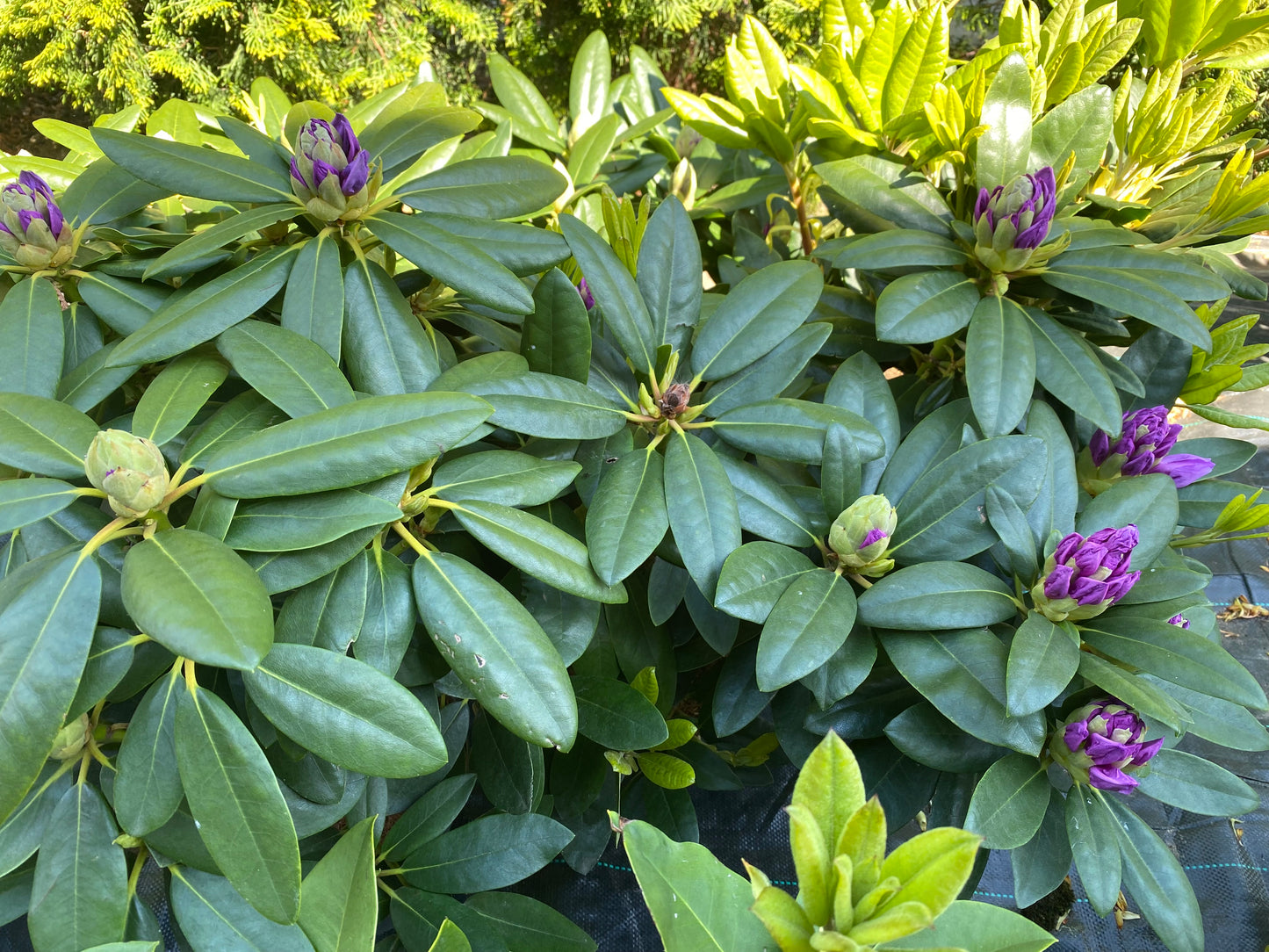 Rododendras (Rhododendron) 'Catawbiense Grandiflorum'