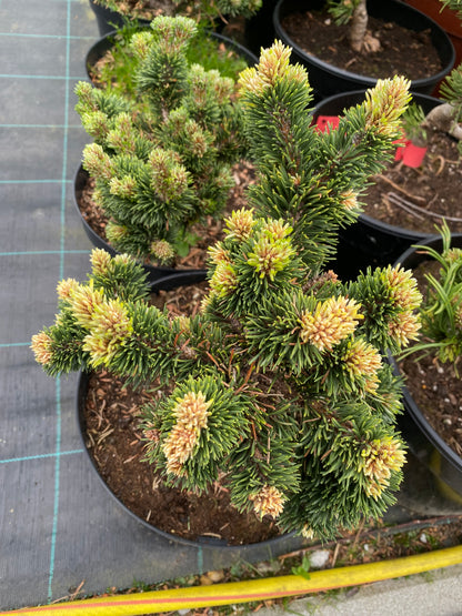 Pušis kalninė (Pinus mugo) 'Jacobsen'