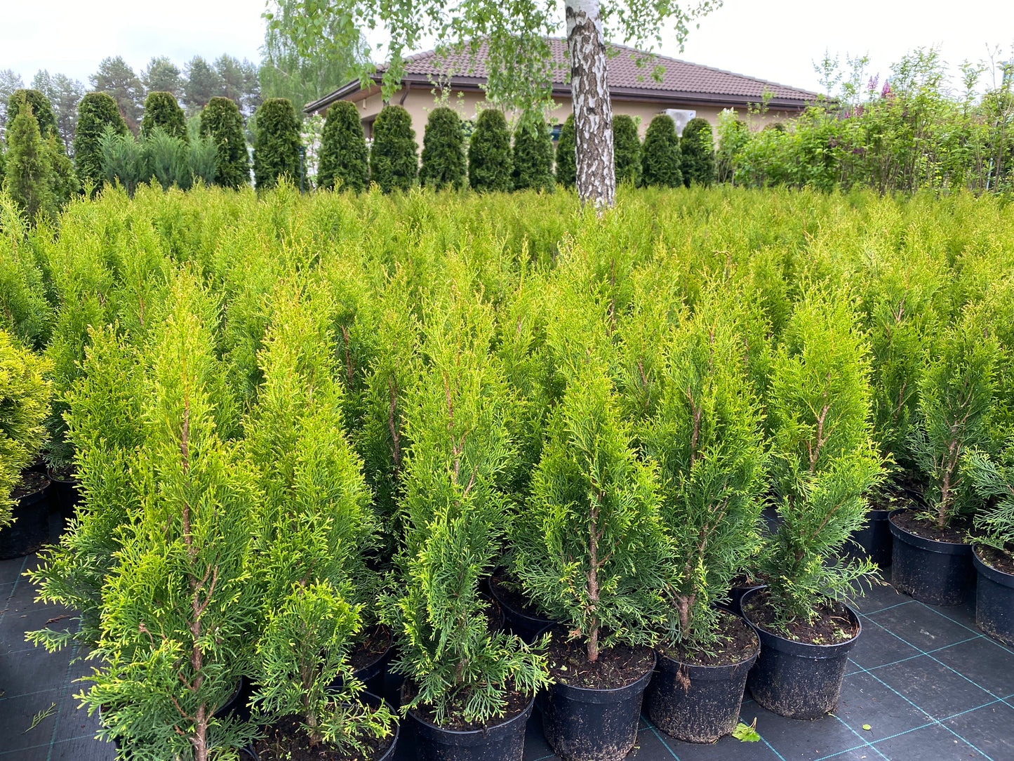 Tuja vakarinė (Thuja occidentalis) 'Smaragd'
