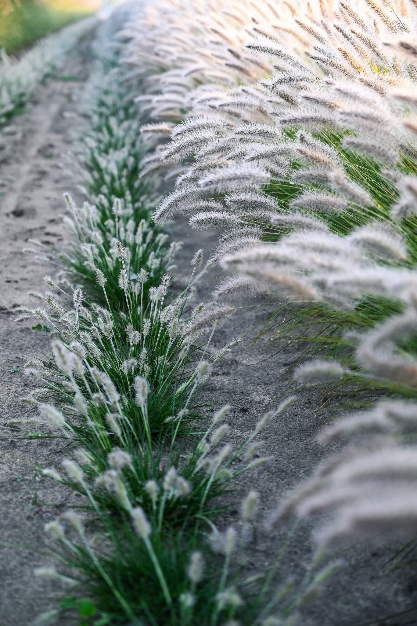 Soruolė pašiaušėlinė (Pennisetum alopecuroides) 'Tiny Twinkler'
