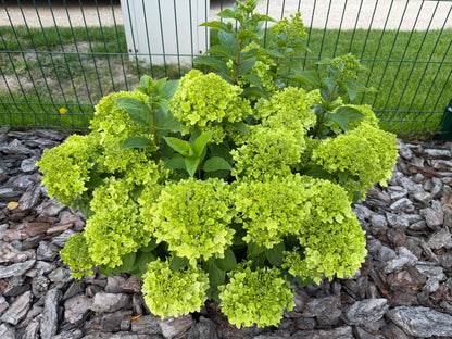 Hortenzija šluotelinė (Hydrangea paniculata) Living 'Little Apple'