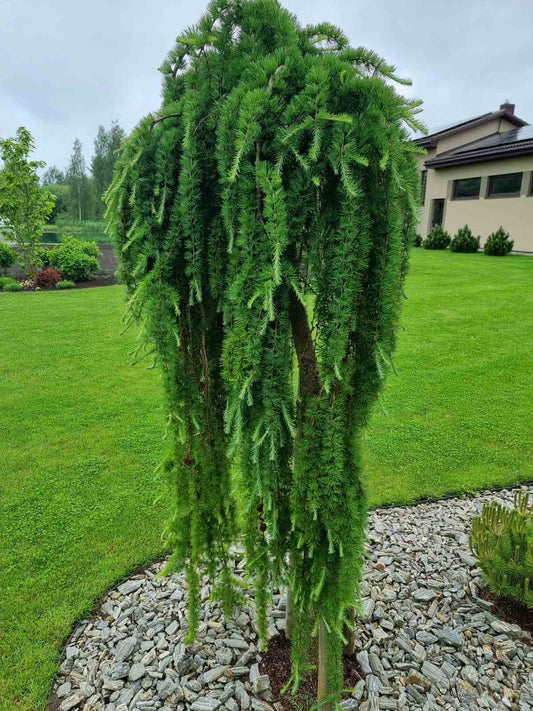 Maumedis europinis (Larix decidua) 'Pendula' Pa