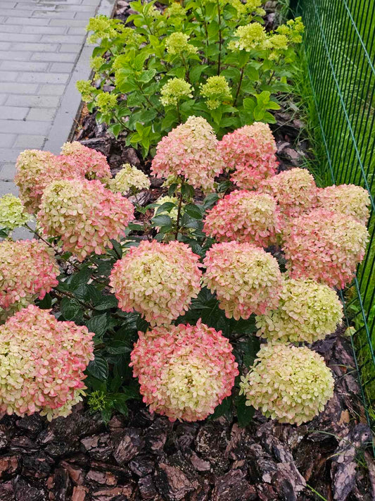 Hortenzija šluotelinė (Hydrangea paniculata) Living 'Little Rosy'