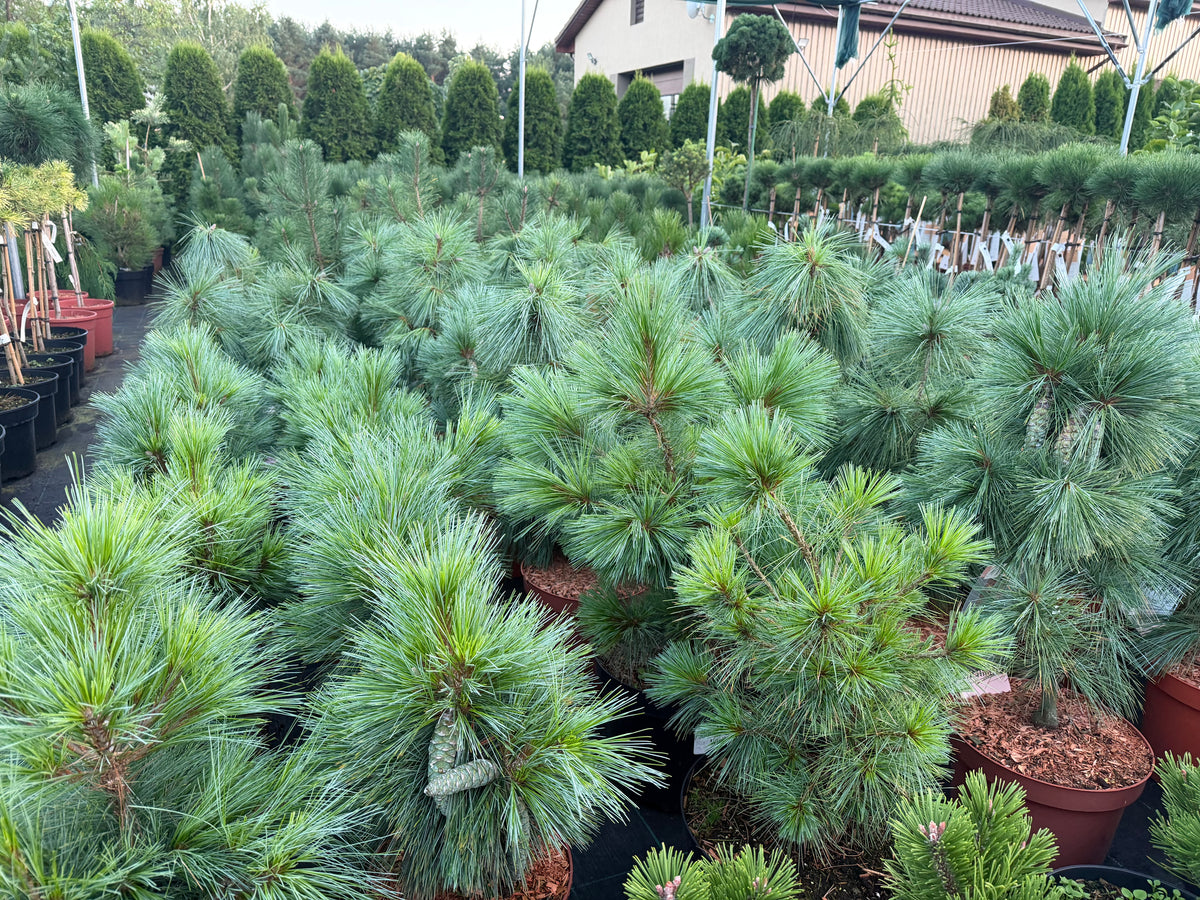 Pušis šverino (Pinus x schwerinii) 'Wiethorst'