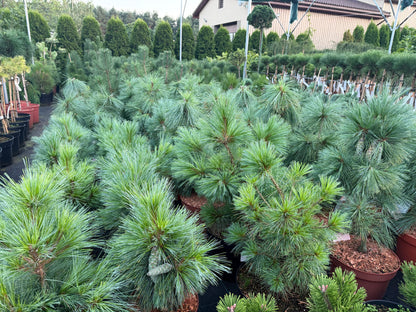 Pušis šverino (Pinus x schwerinii) 'Wiethorst'