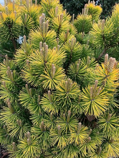 Pušis kalninė (Pinus mugo) 'Winter Gold' Pa