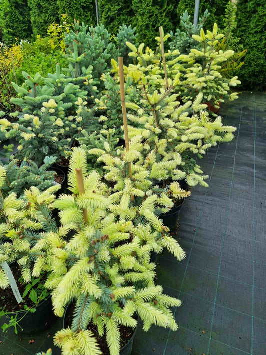 Eglė dygioji (Picea pungens) 'Jan Byczkowski'