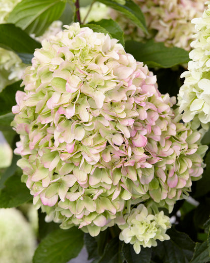 Hortenzija šluotelinė (Hydrangea paniculata) 'Little Fresco'