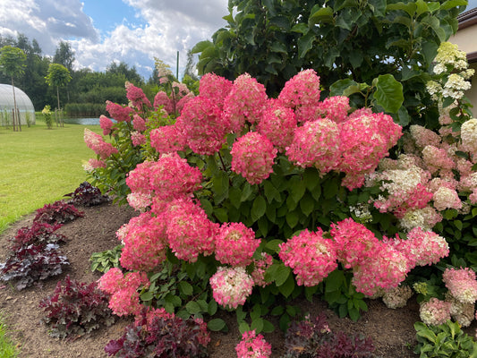 Hortenzija šluotelinė (Hydrangea paniculata) 'Diamant Rouge'