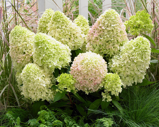 Hortenzija šluotelinė (Hydrangea paniculata) 'Little Fresco'