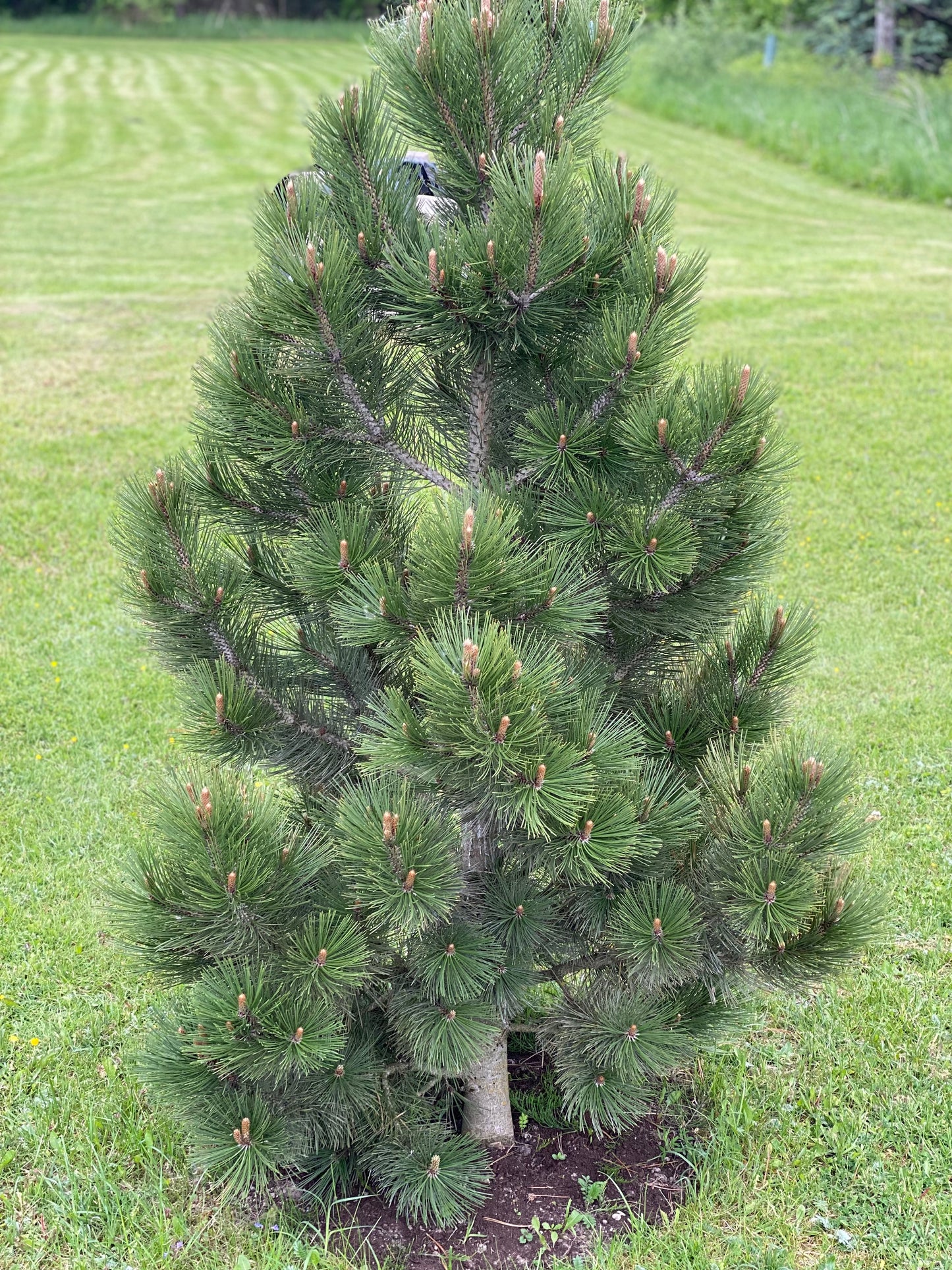 Pušis baltažievė (Pinus leucodermis) 'Compact Gem'