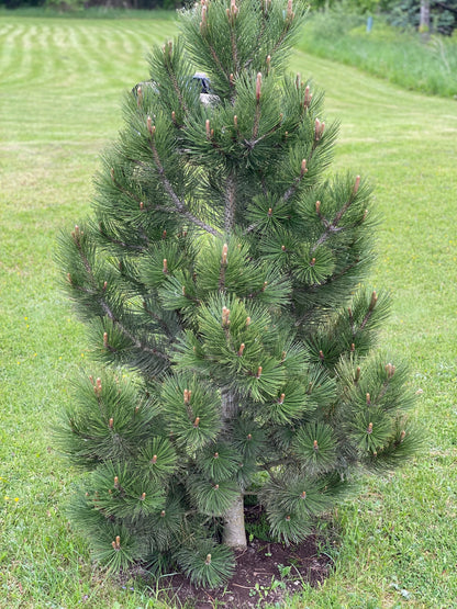 Pušis baltažievė (Pinus leucodermis) 'Compact Gem'