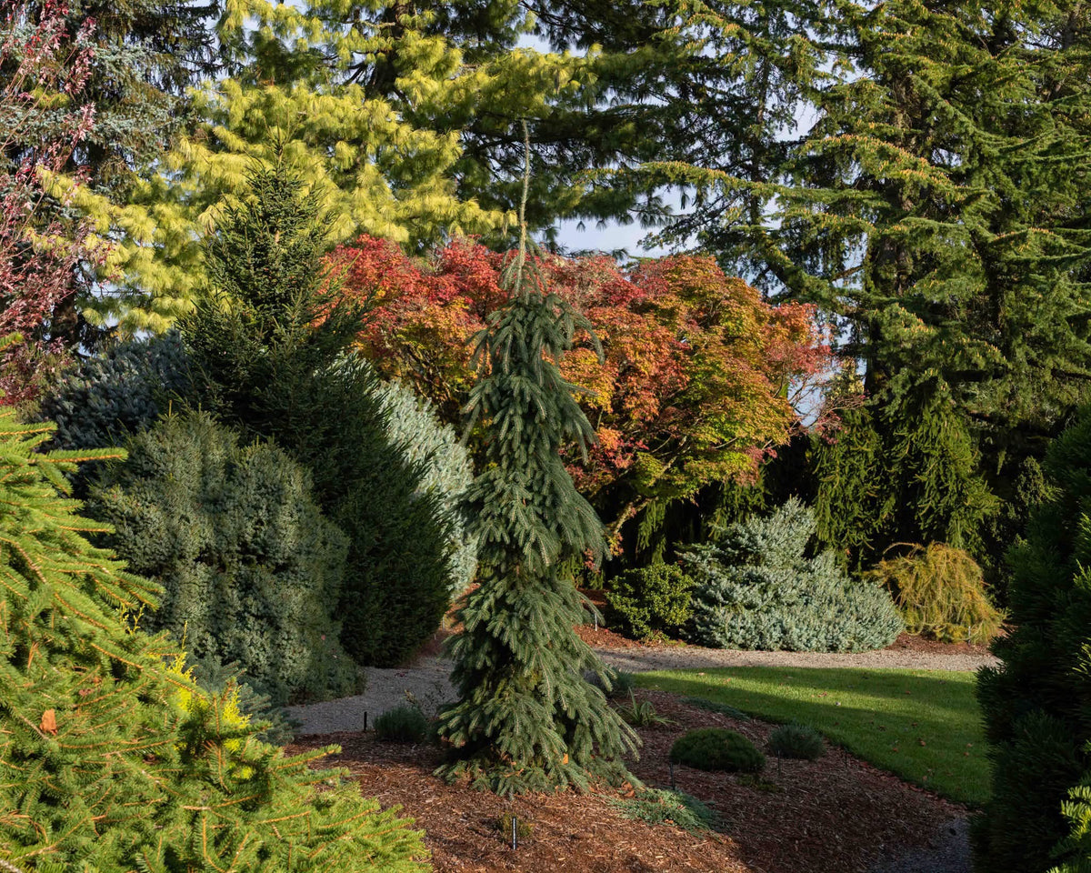 Eglė baltoji (Picea glauca) ‘Pendula'