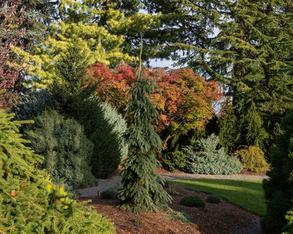 Eglė baltoji (Picea glauca) ‘Pendula'