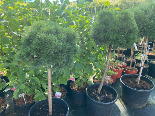 Pušis kalninė (Pinus mugo) 'Bosola’ Pa